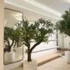 Olive Tree in a white rough planter