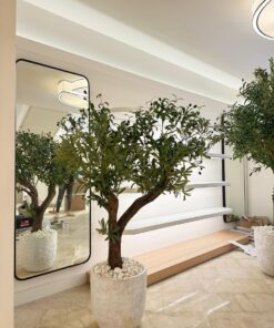 Olive Tree in a white rough planter