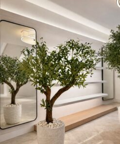 Olive Tree in a white rough planter – view 2