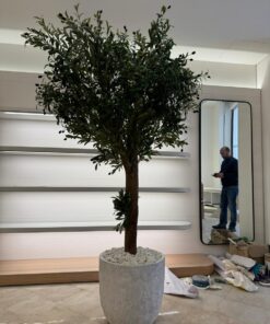 Tall Olive Tree in a white rough planter