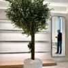 Tall Olive Tree in a white rough planter – view 2