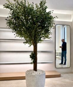 Tall Olive Tree in a white rough planter – view 2