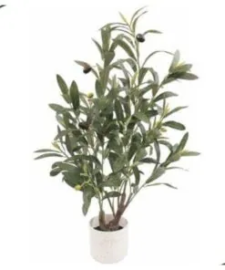 Olive Plant 60 cm – Neon Jungle Studios