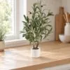Olive Plant 60 cm styled in an interior — Neon Jungle Studios