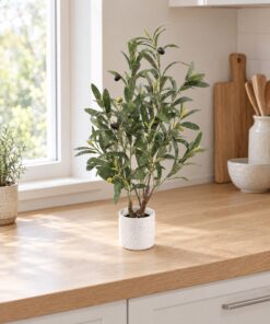 Olive Plant 60 cm styled in an interior — Neon Jungle Studios