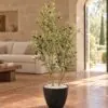 Olive Plant with pot styled in an interior — Neon Jungle Studios