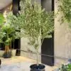 Olive Tree 180 cm – full crown – artificial tree in the Jdeideh showroom, Neon Jungle Studios