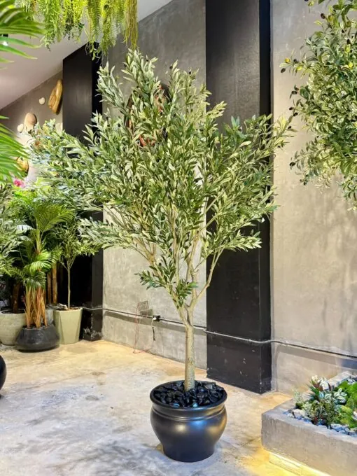 Olive Tree Fiber 220 cm – full crown