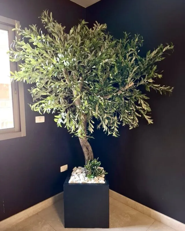 olive tree in a black cube planter — home with a navy wall, Lebanon — installation by Neon Jungle Studios
