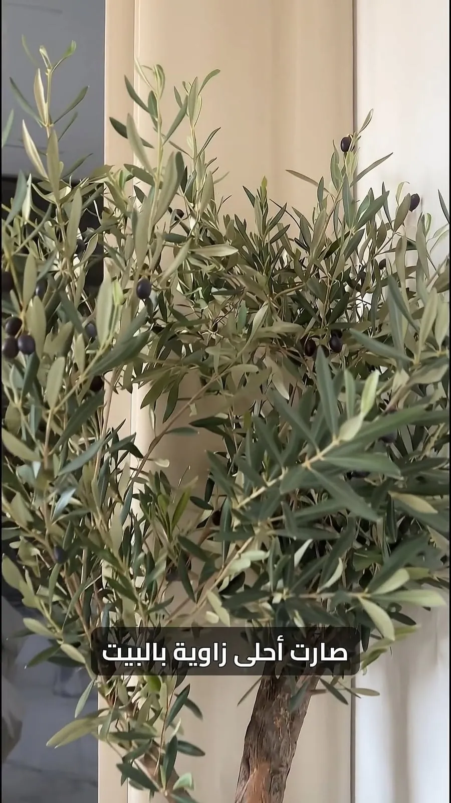 olive tree sized to a small corner — bedroom corner, Lebanon — installation by Neon Jungle Studios