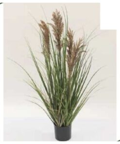 Ornamental Grass with Plumes 90 cm – Neon Jungle Studios