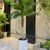 Palm Tree Single Trunk 170 cm – artificial tree in the Jdeideh showroom, Neon Jungle Studios