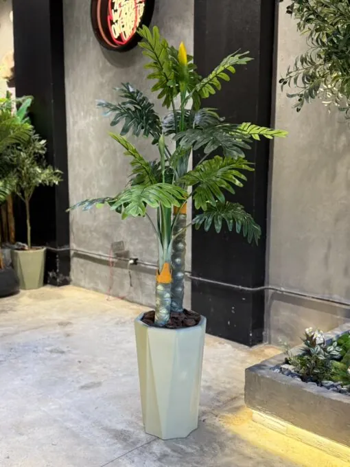 Philodendron Tree 2 Trunks 160 cm