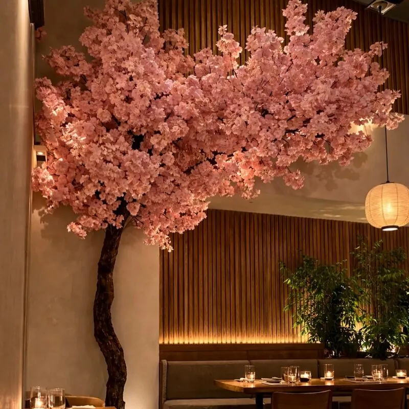 Japanese restaurant – A pink cherry blossom arching over the tables
