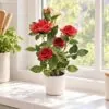 Rose Plant 45 cm styled in an interior — Neon Jungle Studios
