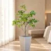 Schefflera Arboricola Tree 110 cm styled in an interior — Neon Jungle Studios