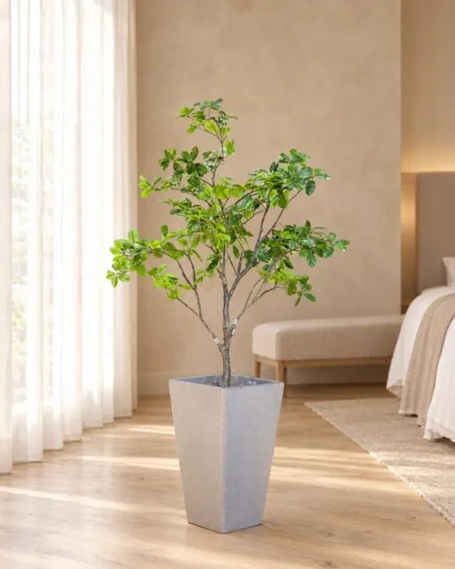 Schefflera Arboricola Tree 110 cm styled in an interior — Neon Jungle Studios