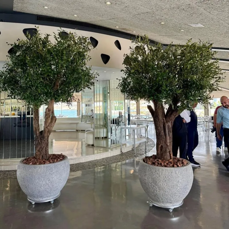 two olive trees in planters on wheels — seaside restaurant, Lebanon — installation by Neon Jungle Studios