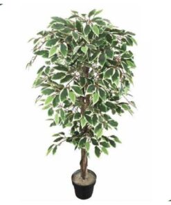 Variegated Ficus Tree 120 cm – Neon Jungle Studios