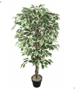 Variegated Ficus Tree 120 cm – Neon Jungle Studios