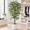 Variegated Ficus Tree 120 cm styled in an interior — Neon Jungle Studios