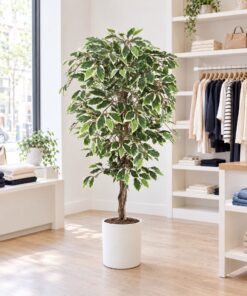 Variegated Ficus Tree 120 cm styled in an interior — Neon Jungle Studios
