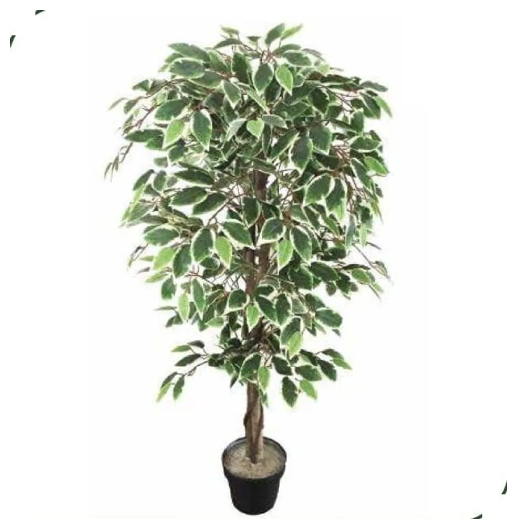Variegated Ficus Tree 120 cm – Neon Jungle Studios