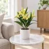 Yellow Lily Plant 28 cm styled in an interior — Neon Jungle Studios