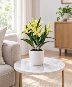 Yellow Lily Plant 28 cm styled in an interior — Neon Jungle Studios
