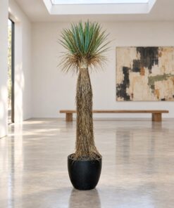 Yucca Rostrata styled in an interior — Neon Jungle Studios