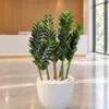 Zanzibar Gem Plant large leaves styled in an interior — Neon Jungle Studios