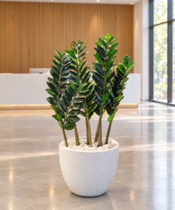 Zanzibar Gem Plant large leaves styled in an interior — Neon Jungle Studios